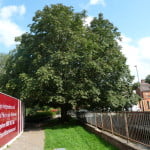 Horse chestnut tree (Aesculus hippocastanum), Longbridge copyright Peter Bridgeman