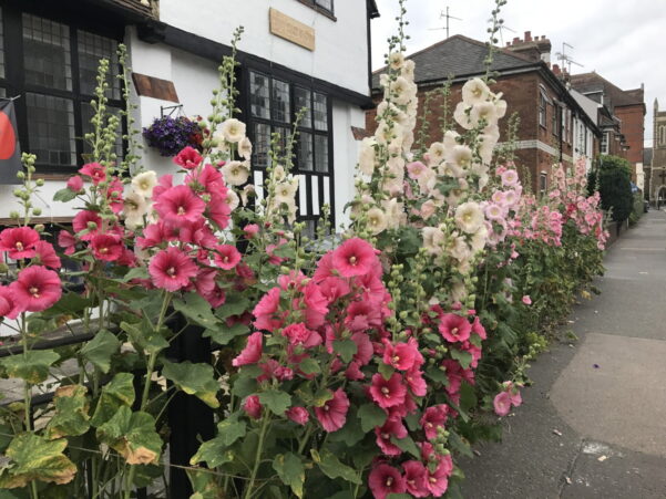 Pink and white hollyhocks