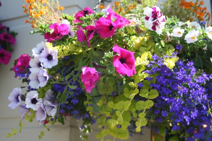 Hanging basket filled with brightly coloured flowers.