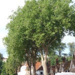 London Plane (Platanus x hispanica), Castle Street