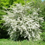 Tree trail II no-1-hawthorn-may-blossom