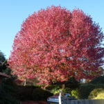 Farnham and Farnham Park tree trail no 11 Sweet gum Bourne Green