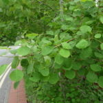 Farnham and Farnham Park tree trail no 12 Aspen poplar