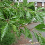 Farnham and Farnham Park tree trail no 13 cut-leaved-beech