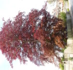 Farnham and Farnham Park tree trail no-14-purple-beech-summer-foliage