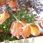 no-14-purple-beech-spring