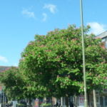 no-15-red-horse-chestnut-tree