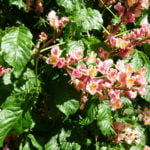 no-15-red-horsechestnut-flower