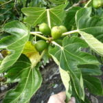 Farnham and Farnham Park tree trail II no 16 fig