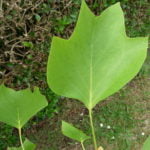 no-17-tulip-tree