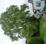 no-17-tulip-tree-entire