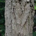 no-18-false-acacia-bark