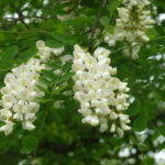 no-18-false-acacia-flowers