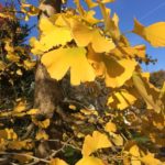 no-19-maidenhair-tree