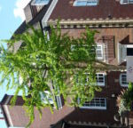 no-19-maindenhair-tree