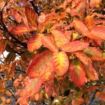 no-2-snowy-mespilus