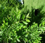 Farnham and Farnham Park no 20 Japanese elm foliage