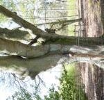 Farnham and Farnham Park tree trail II no 21 Beech Bourne woods trunk