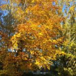 no-21-beech in autumn colour