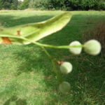 Farnham and Farnham Park tree trail II no 22 Lime seed