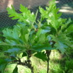 no-23-turkey-oak-foliage