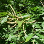 no-25-sweet-chestnut-summer-flowers