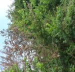 no-26-the-effect-of-dutch-elm-disease copyright Peter Bridgeman