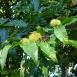 no-25-sweet-chestnut-autumn-fruit