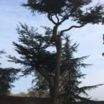 no-29-cedar-of-lebannon