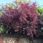 no-30-puple-leaved-plum
