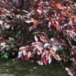 no-30-puple-leaf-plum-leaf