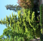 no-32-deodar-cedar
