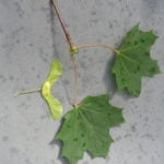 Farnham tree trail II. No 4 Norway maple leaf and seed.