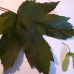 Farnham tree trail part II. No 5 sycamore leaf and seed