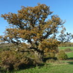 Farnham and farnham Park tree trail no-7-ancient-english-oak-farnham-park
