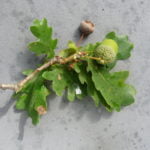 Farnham and Farnham Park tree trail II no-7-english-oak acorns
