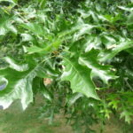 Farnham Park tree trail II no-8-red-oak-summer-leaf