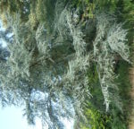 no-9-blue-atlas-cedar