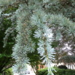 Farnham and Farnham Park tree trail IIno-9-blue-atlas-cedar-foliage