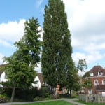 Lombardy Poplar (Populus nigra ‘Italica’) copyright Peter Bridgeman