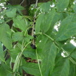 Ash (Fraxinus excelsior) copyright Peter Bridgeman
