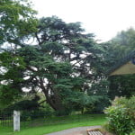 Cedar of Lebanon (Cedrus libani) copyright Peter Bridgeman