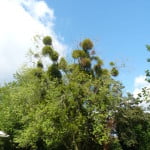 Mistletoe (Viscum album) copyright Peter Bridgeman 