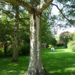 Silver Birch (Betula pendula) copyright Peter Bridgeman