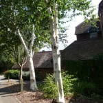 Himalayan Birch (Betula pendula) copyright Peter Bridgeman