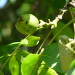 Walnut (Juglans regia) copyright Peter Bridgeman