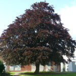 Purple Beech (Fagus sylvatica ‘Riversii’) copyright Peter Bridgeman