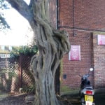 Hornbeam copyright Peter Bridgeman