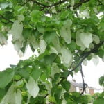 Paper handkerchief tree Arboreta copyright Peter Bridgeman
