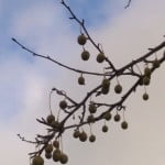 Paper handkerchief tree fruit copyright FTC
